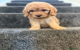 Cockapoo dogs for sale: Ready to go forever home one girl left  - Image 14