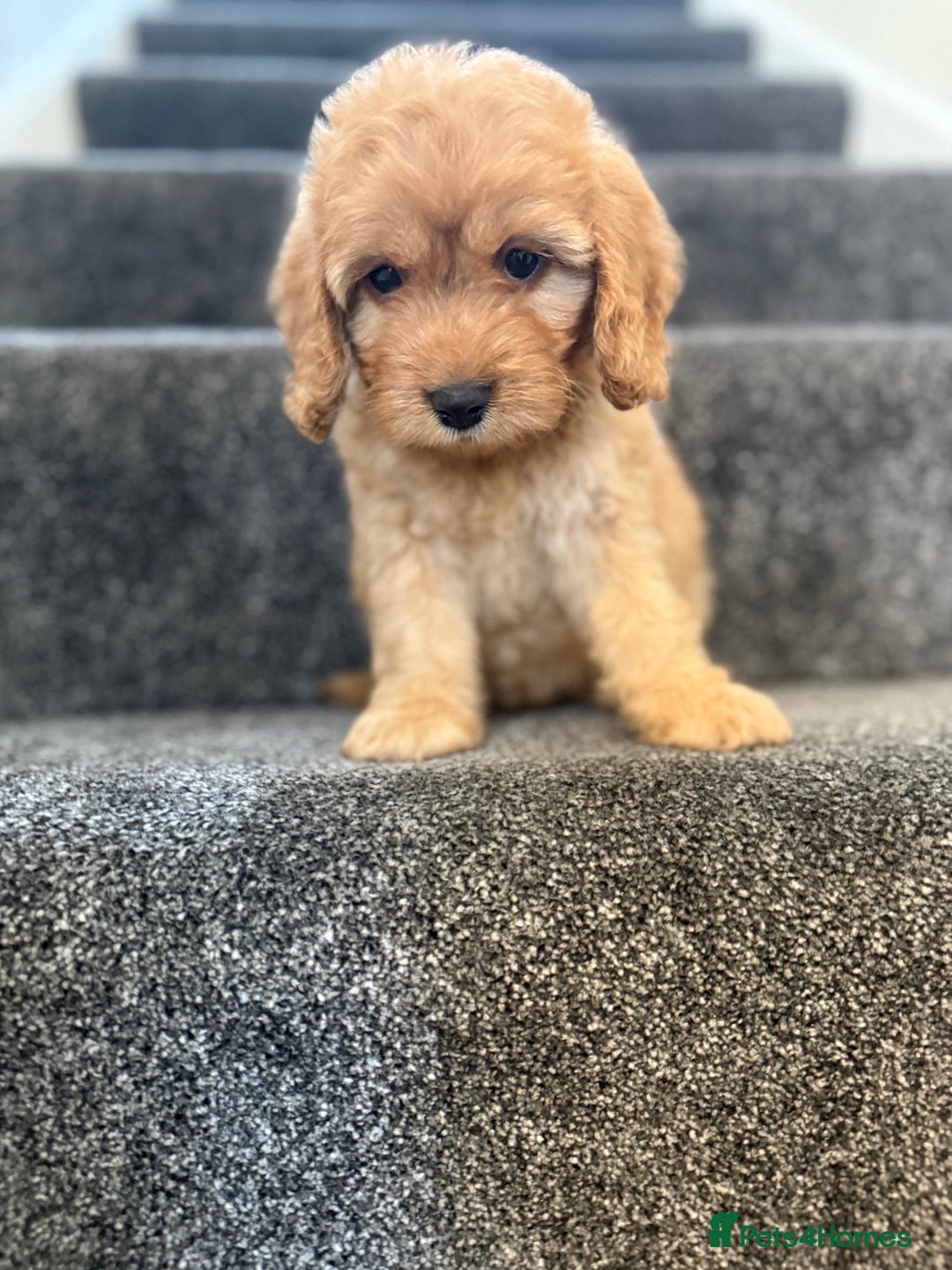 Cockapoo dogs for sale: Ready to go forever home one girl left  - Image 14