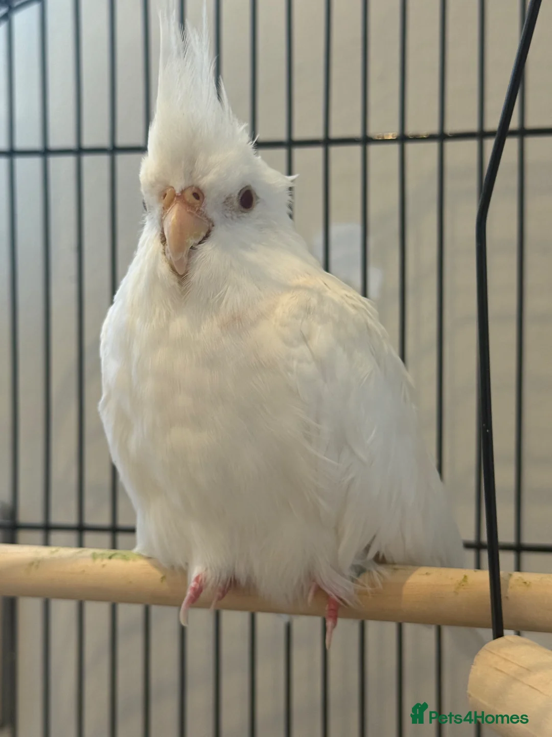 Cockatiels birds for sale: Jessy- hand tamed- rare Alabino-12 weeks cockteil - Advert 1