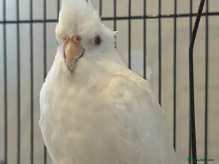 Cockatiels birds Jessy- hand tamed- rare Alabino-12 weeks cockteil - Advert 7