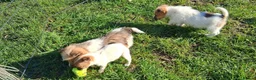 Jack Russell dogs for sale: Pure Jack Russell pups for sale in Maidstone - Advert 13