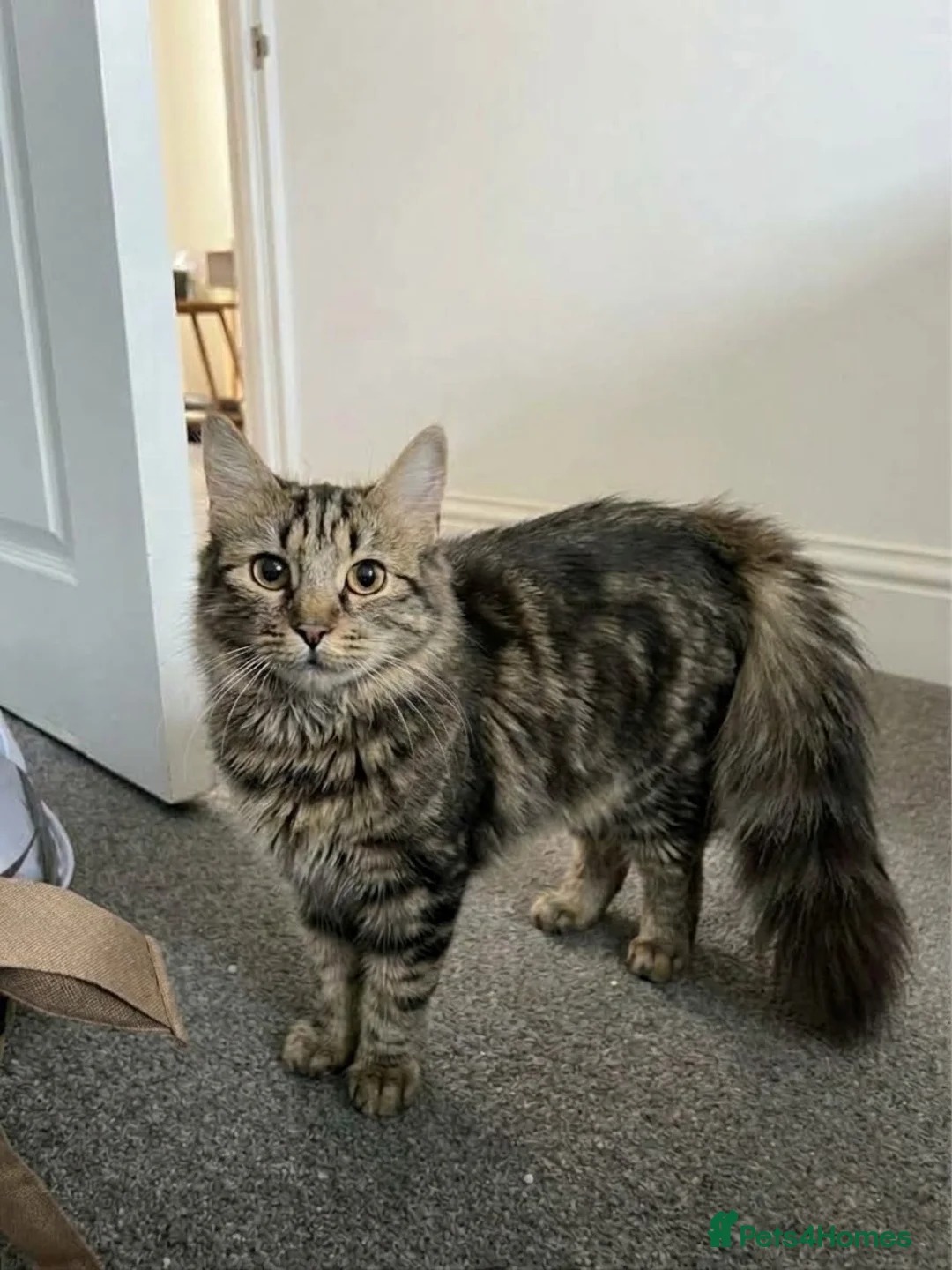 Maine Coon cats for sale: Fluffy Domestic Long Hair Brown Tabby Kitten - Advert 2
