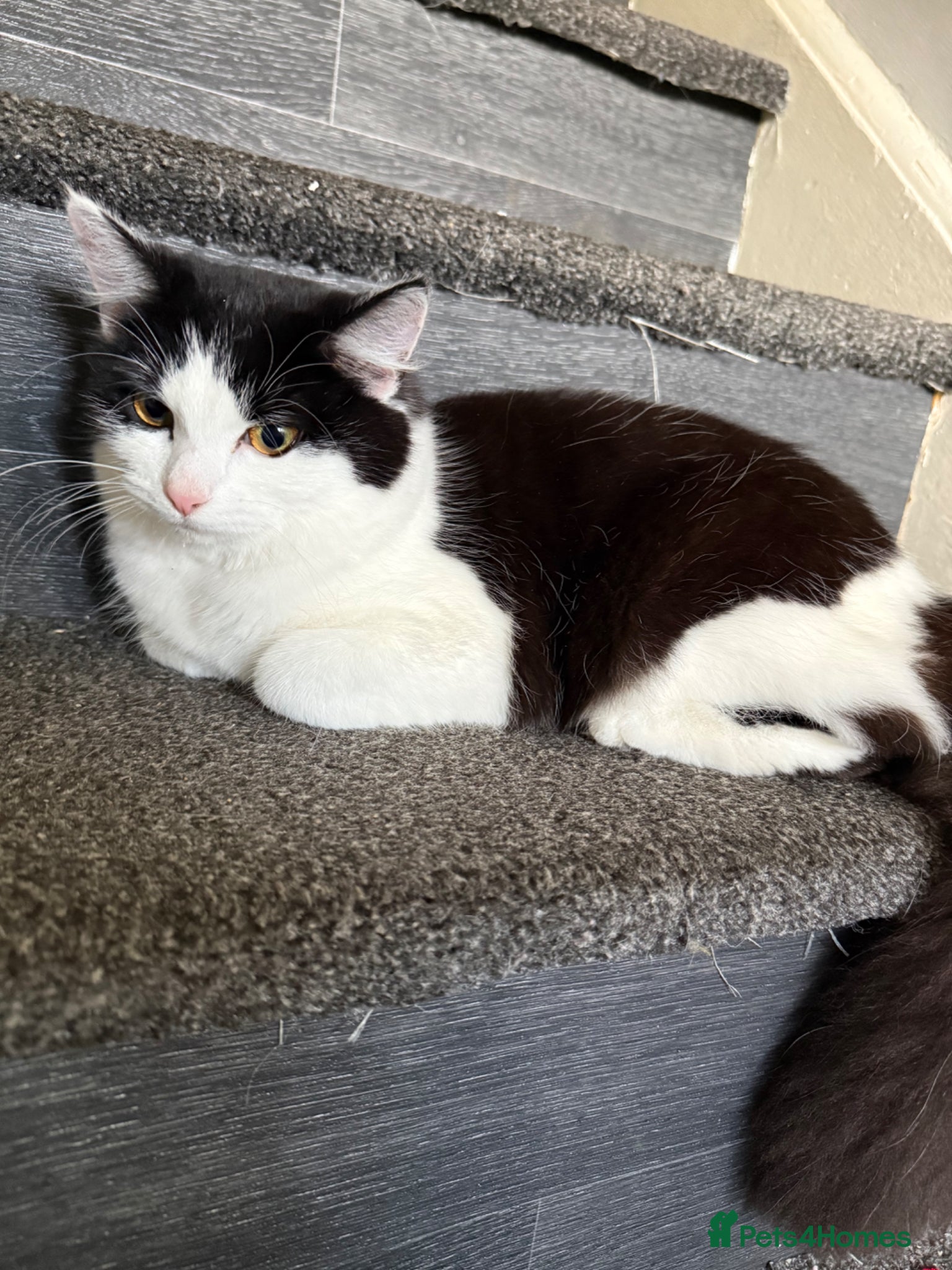 Mixed Breed cats Fluffy female for rehoming - Advert 1