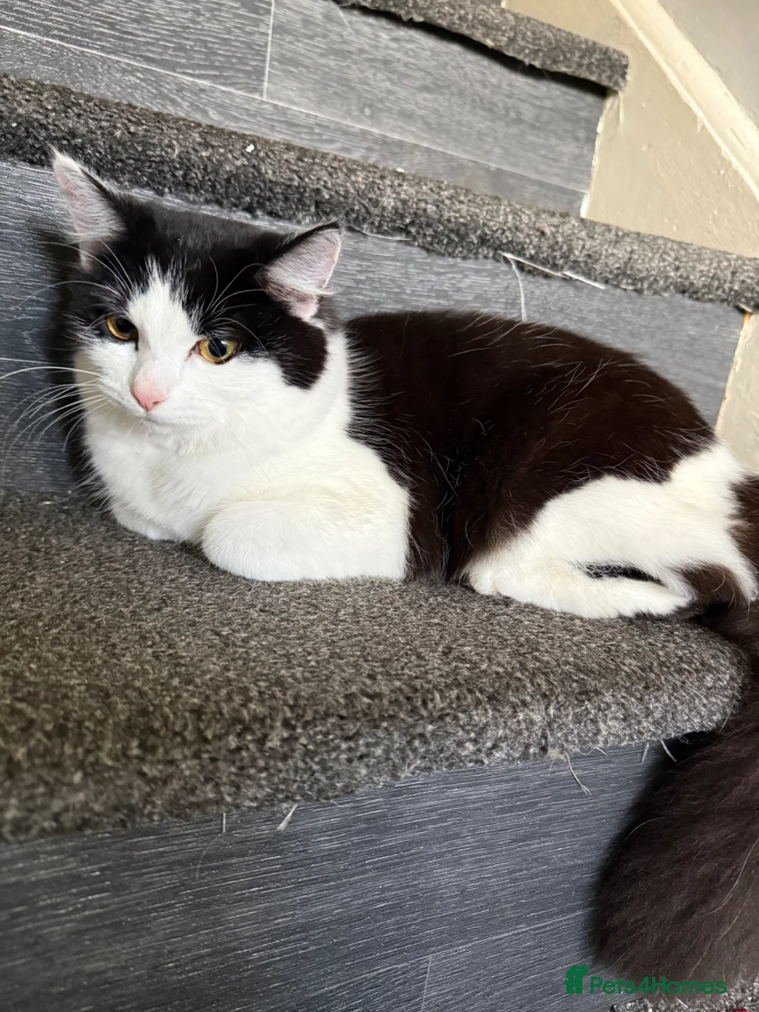 Mixed Breed cats for sale: Fluffy female for rehoming in Scunthorpe - Advert 1