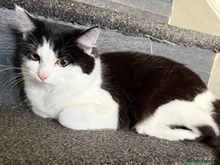 Mixed Breed cats Fluffy female for rehoming - Advert 5