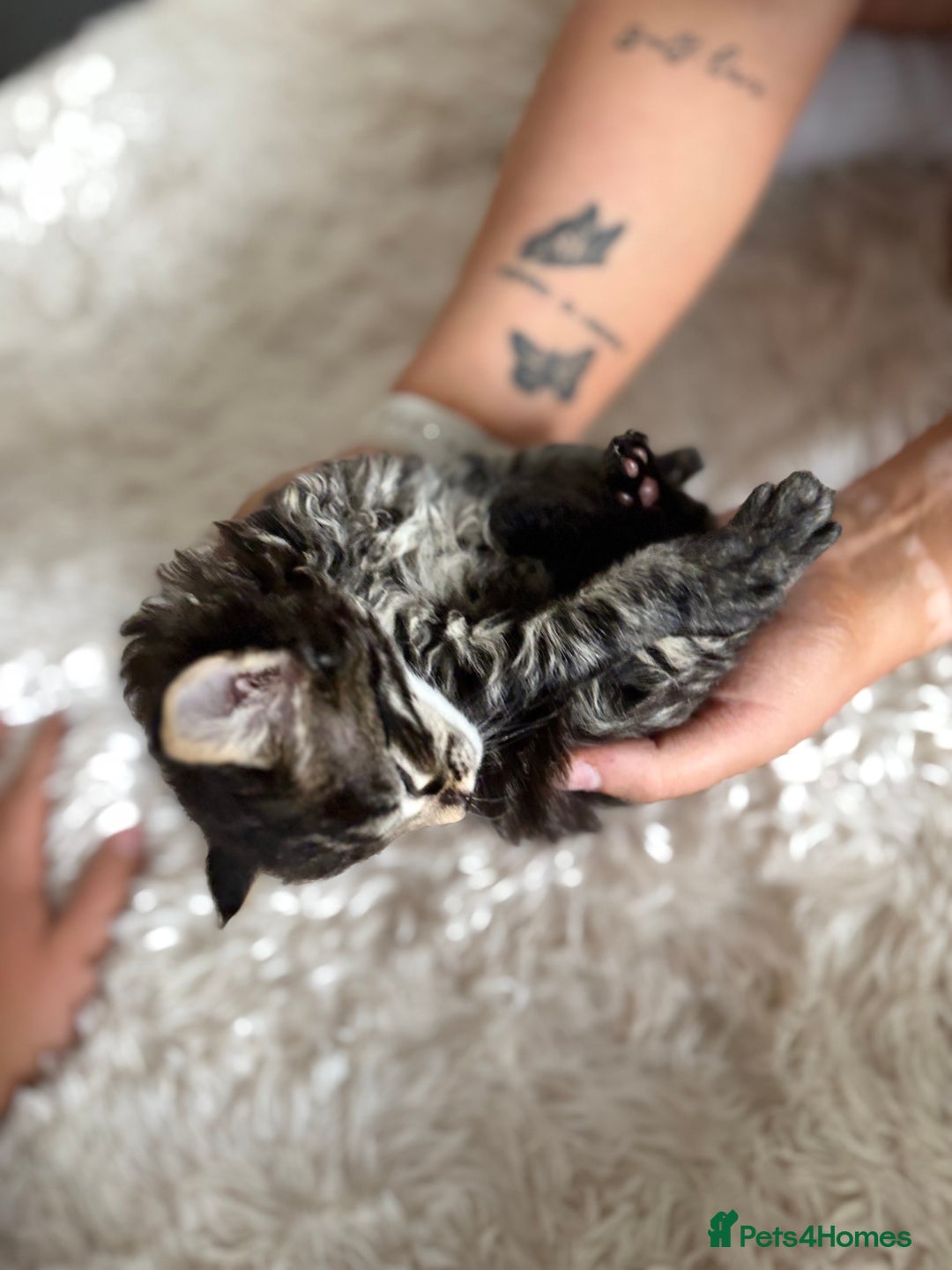 Maine Coon cats for sale: MAINCOON KITTENS READY NOW  - Image 16