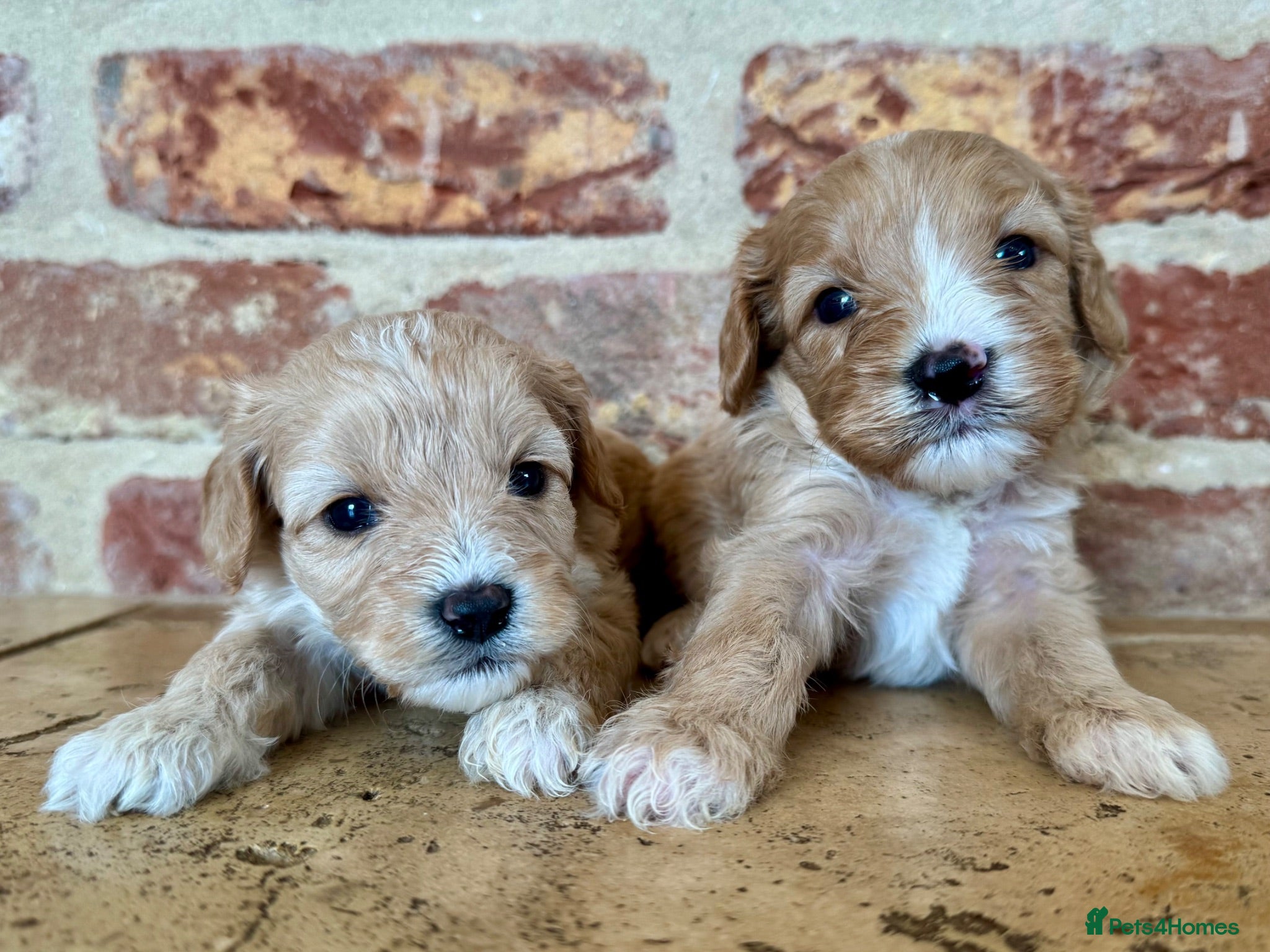 Cavapoo dogs F1 cavapoo males 💙💚 - Advert 1