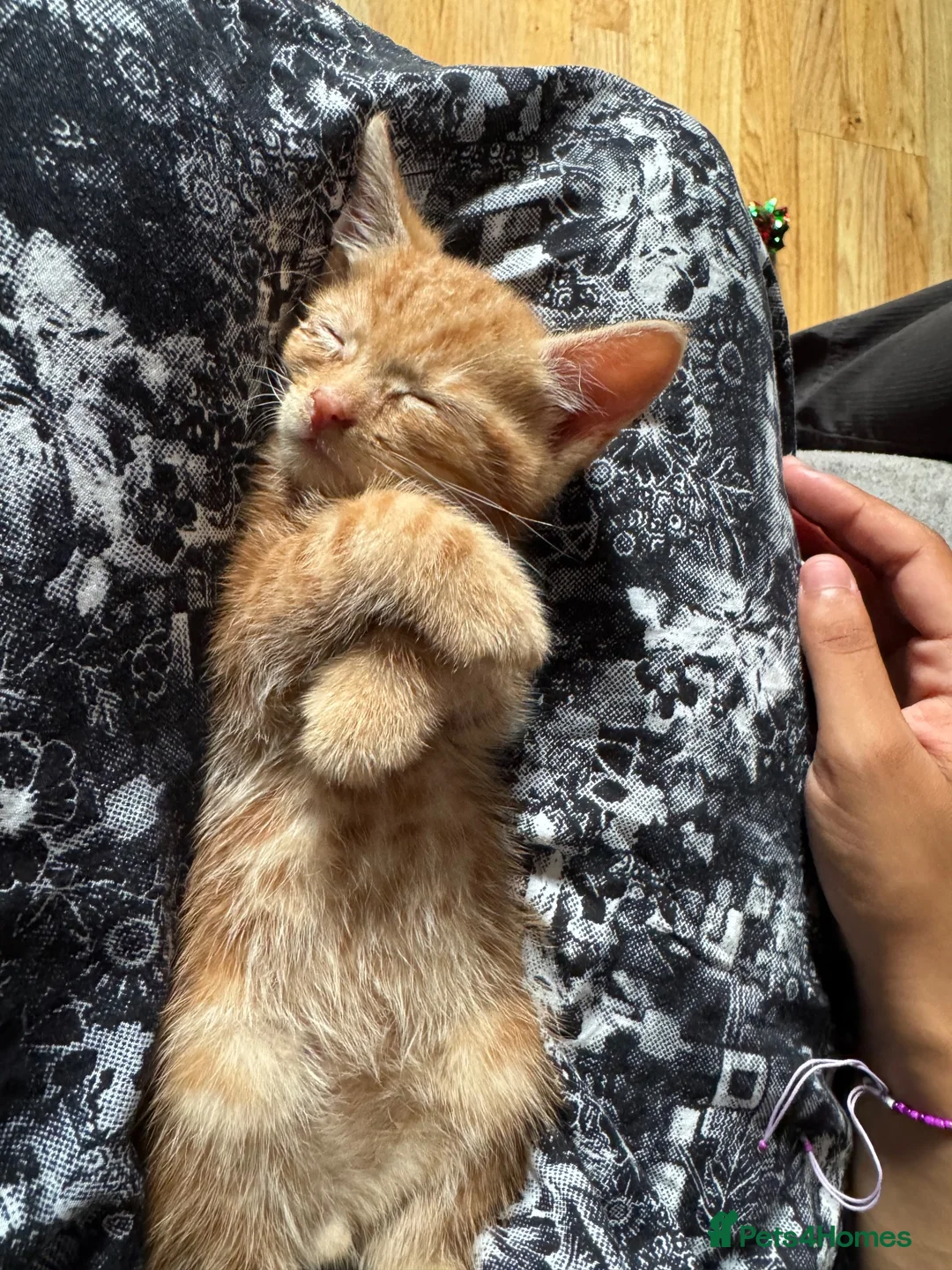 Munchkin cats for sale: Ginger kitten for sale in Walsall - Advert 1