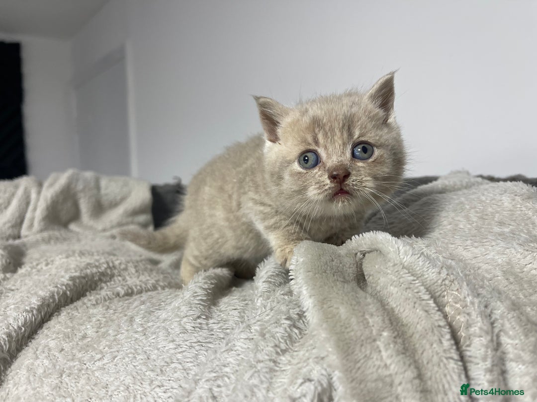 British Shorthair cats for sale: 2 british blue shorthair boys - Advert 11