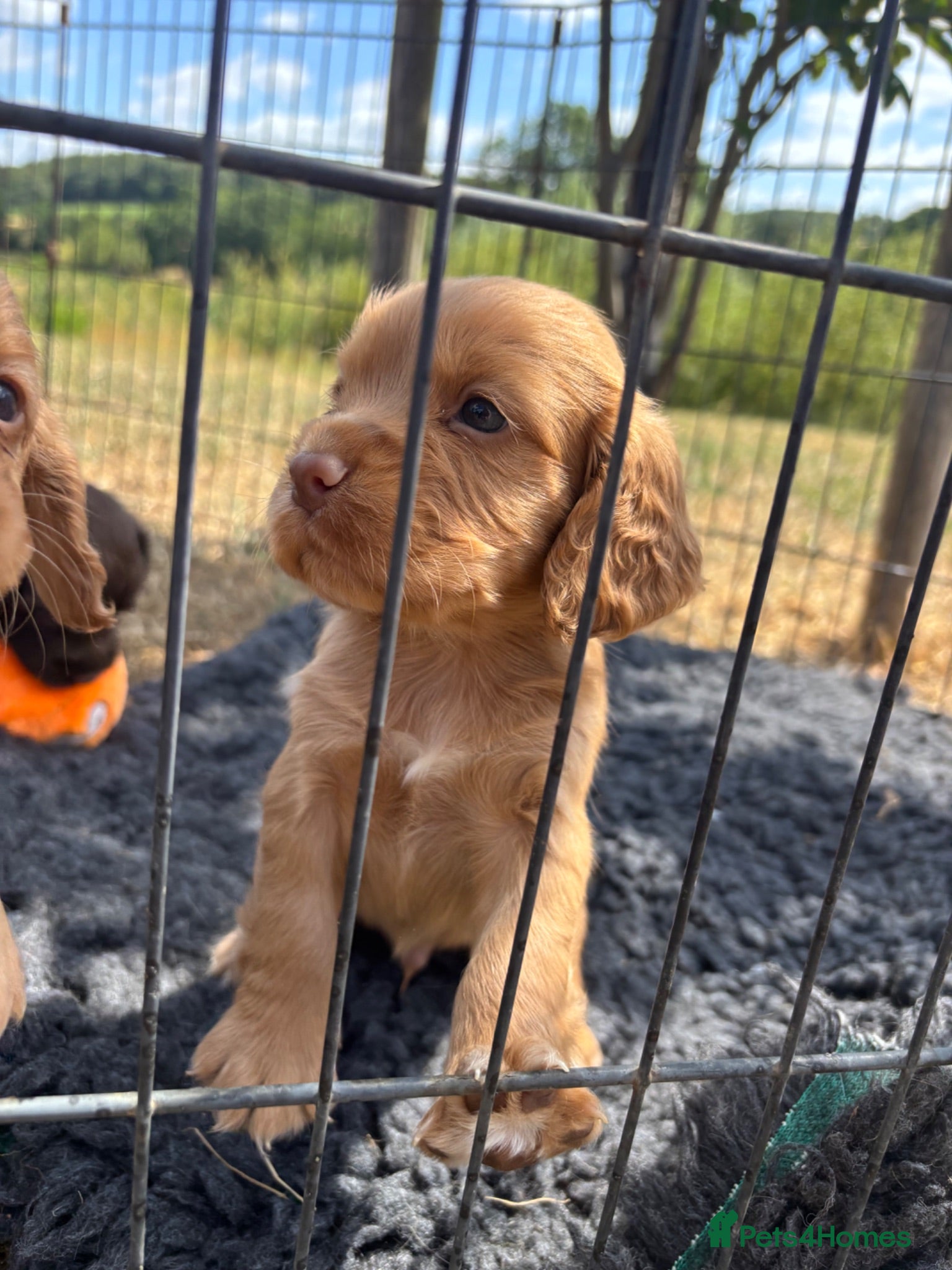 Cocker Spaniel dogs Keeper born and bred KC working cocker pups  - Advert 10