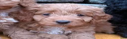 Cockapoo dogs for sale: 5 Gorgeous Toy Cockapoos - Advert 3