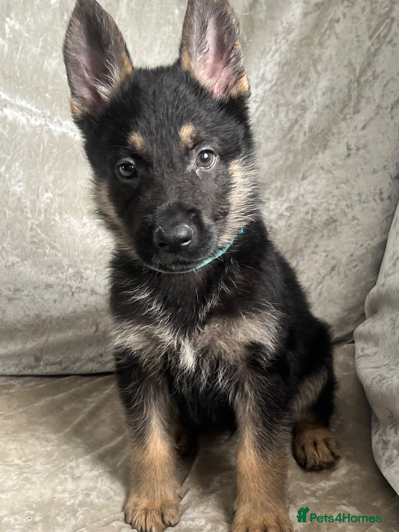 German Shepherd dogs OUTSTANDING LONG HAIRED GERMAN SHEPHERD  PUPPIES - Advert 7