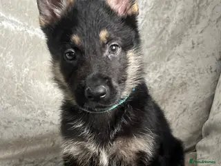 German Shepherd dogs OUTSTANDING LONG HAIRED GERMAN SHEPHERD PUPPIES - Advert 7
