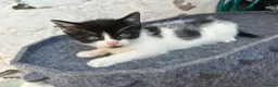 Domestic Shorthair cats for sale: 🐱 2 Beautiful Black & White Kittens - Advert 2