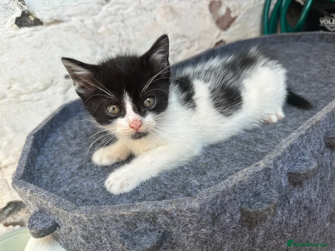 Domestic Shorthair cats for sale: 🐱 2 Beautiful Black & White Kittens - Advert 2