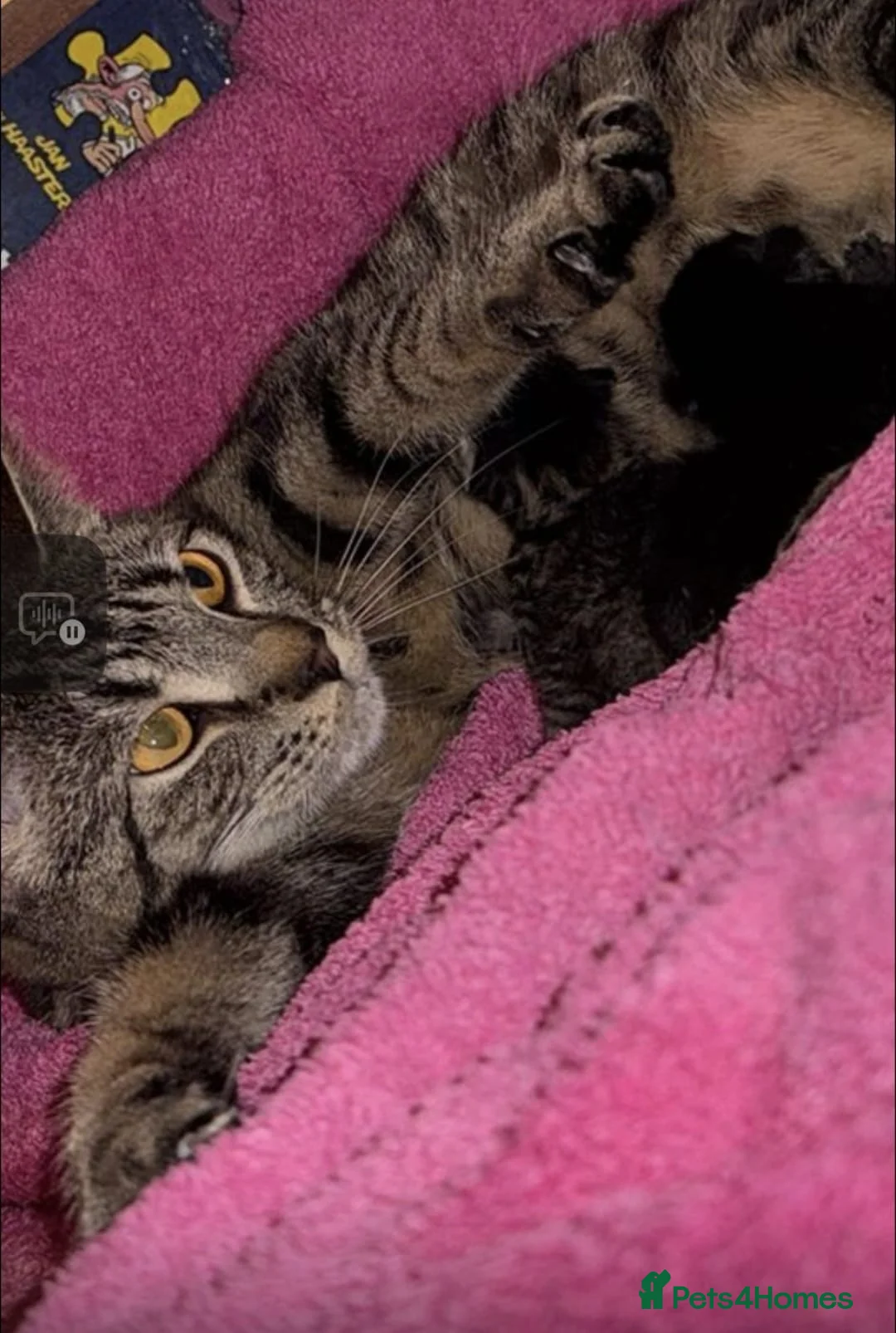 Domestic Shorthair cats for sale: One tabby kitten and a black and striped kitten  in Normanton - Advert 1