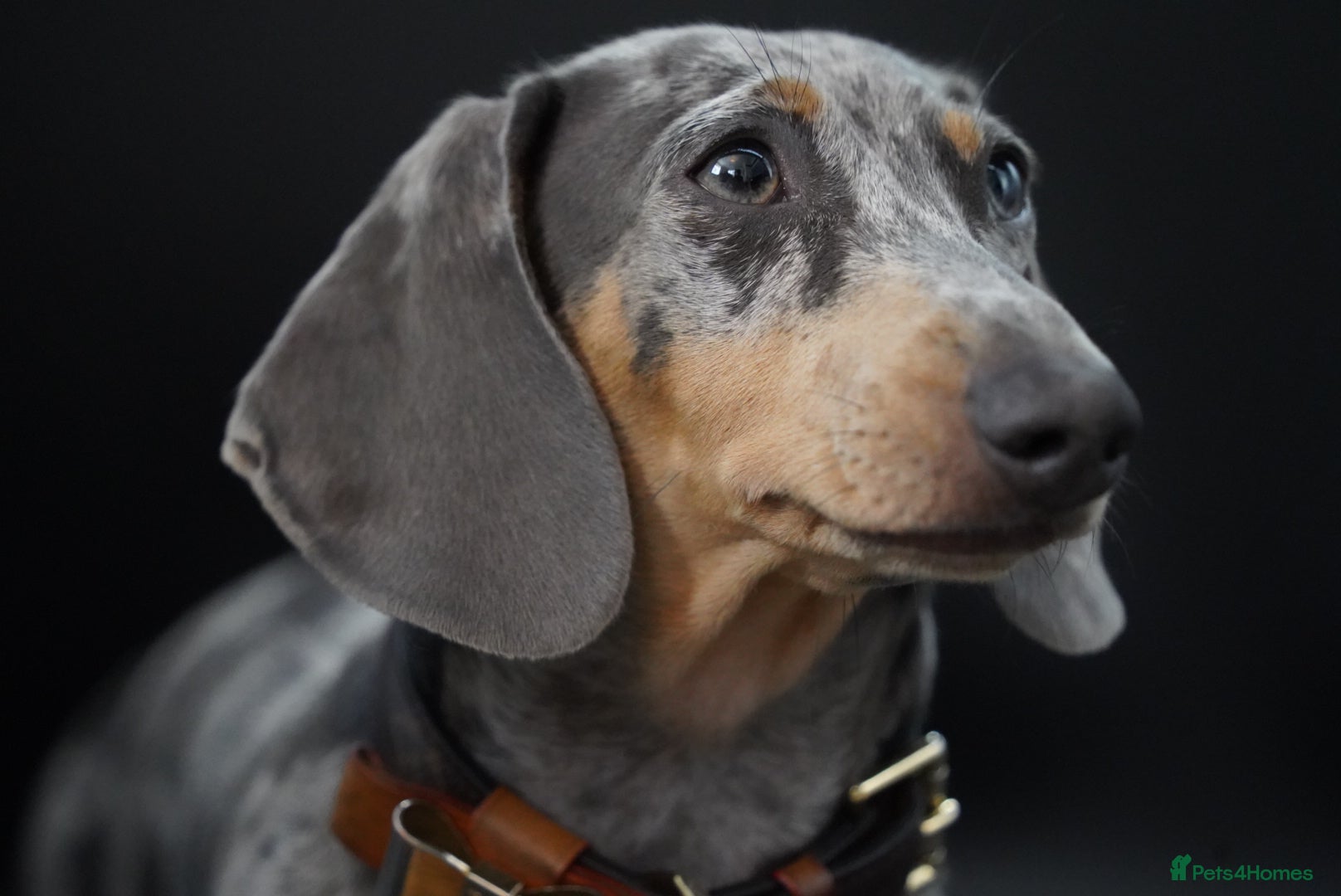 Miniature Dachshund dogs Kc reg miniature smooth haired dachshund  - Advert 6