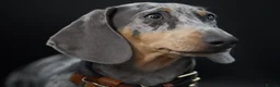 Miniature Dachshund dogs for sale: Kc reg miniature smooth haired dachshund  - Advert 1