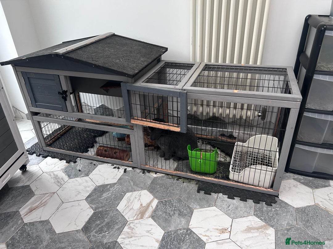 Mini Lop rabbits for sale: 2 Female Mini Lop Bunnies looking for new home - Advert 14