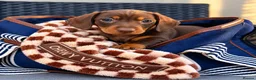 Miniature Dachshund dogs for sale: KC Registered Miniature dachshund puppys - Advert 9