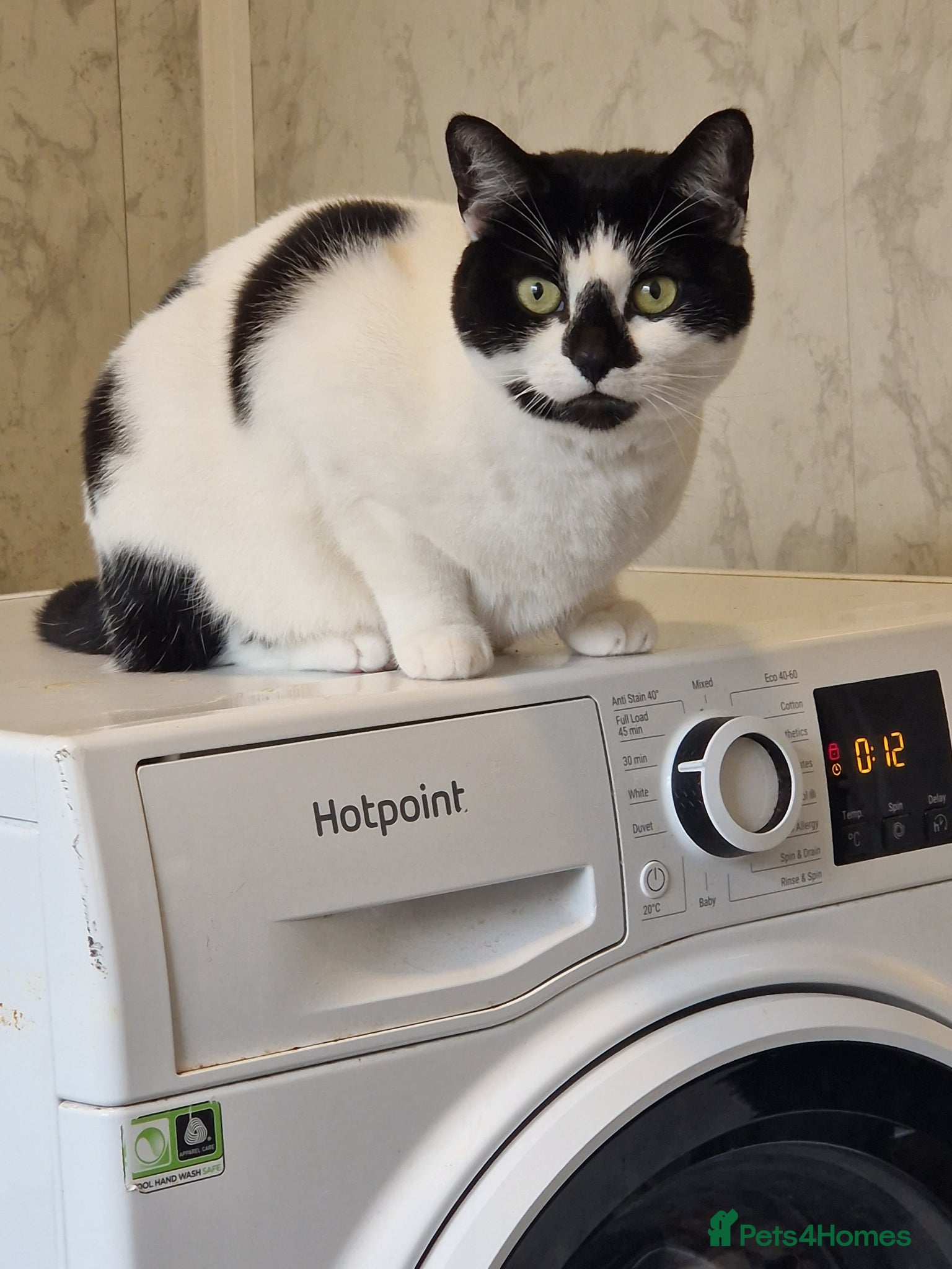Mixed Breed cats Lovely cat looking for forever home - Advert 16