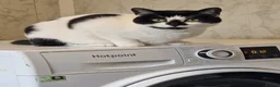 Mixed Breed cats for sale: Lovely cat looking for forever home - Advert 1