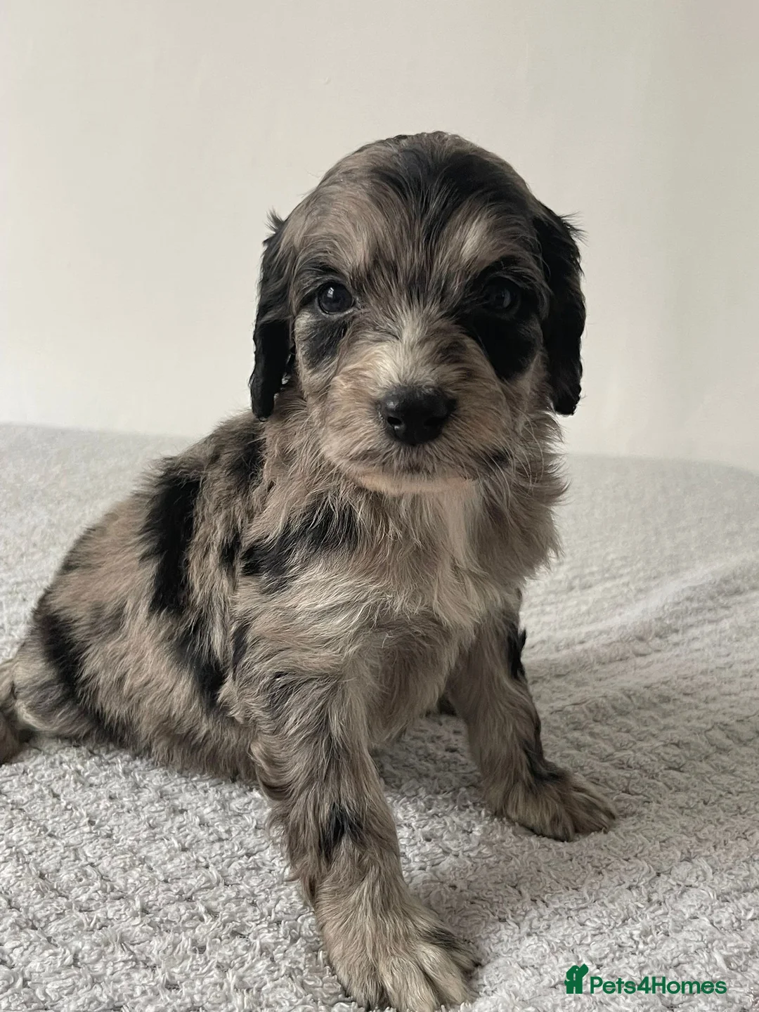 Cockapoo dogs for sale: Cockapoo Puppies  - Advert 35