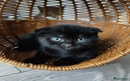 Scottish Fold cats for sale: 3 Beautiful Scottish Fold/straight kittens  - Image 6