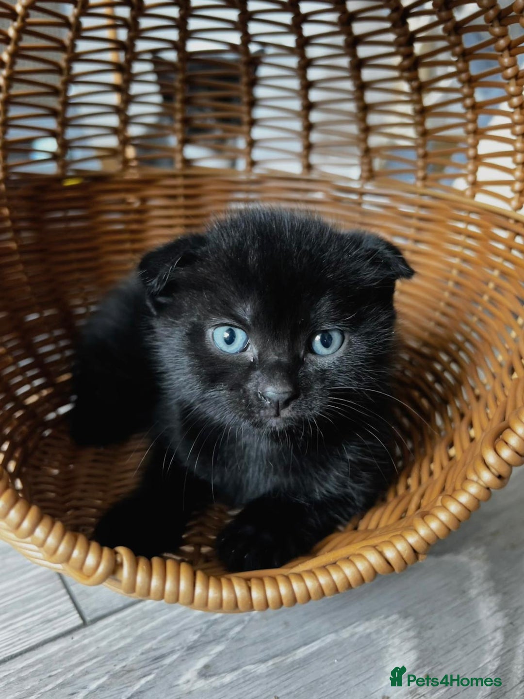 Scottish Fold cats for sale: 3 Beautiful Scottish Fold/straight kittens  - Image 6