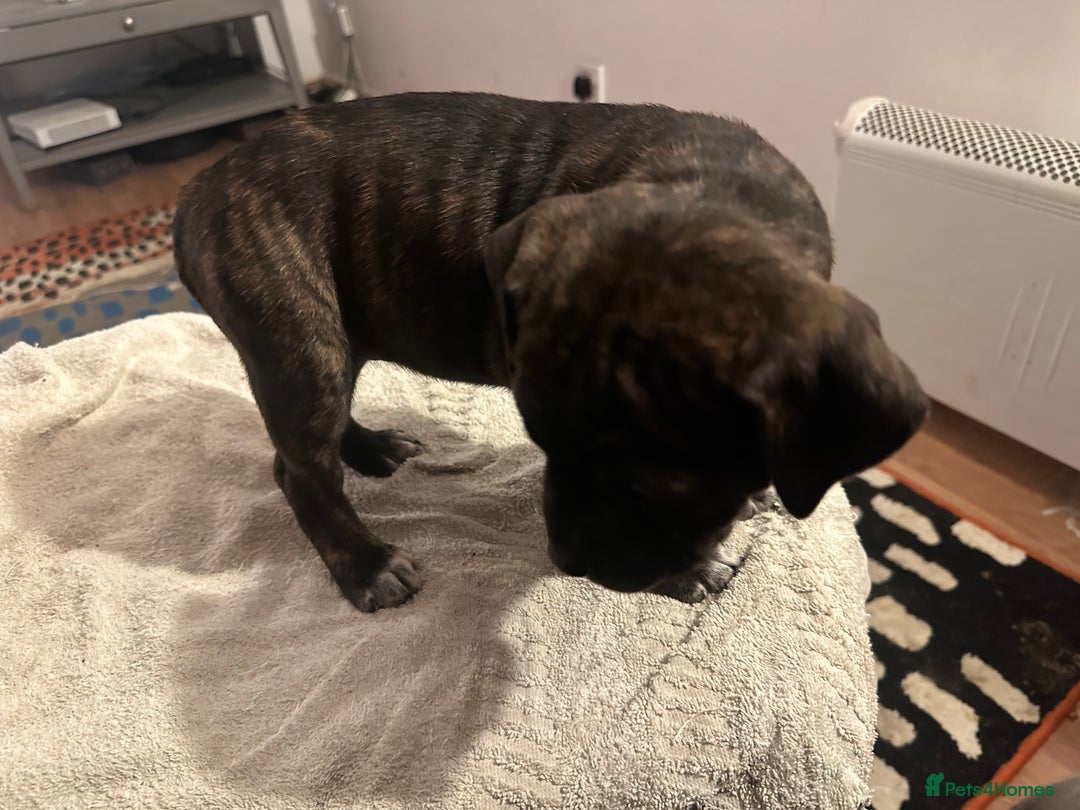 Mixed Breed dogs for sale: Beautiful staffy puppies looking for forever home  - Advert 31