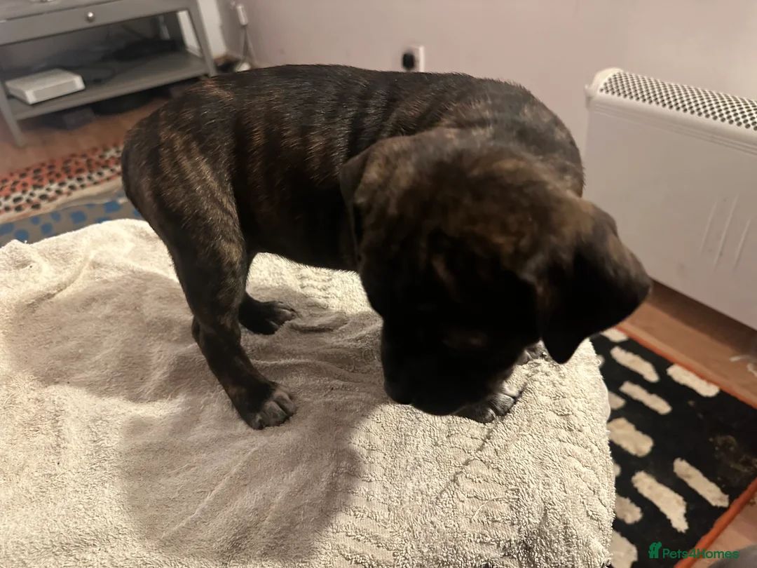 Mixed Breed dogs for sale: Beautiful staffy puppies looking for forever home  - Advert 31