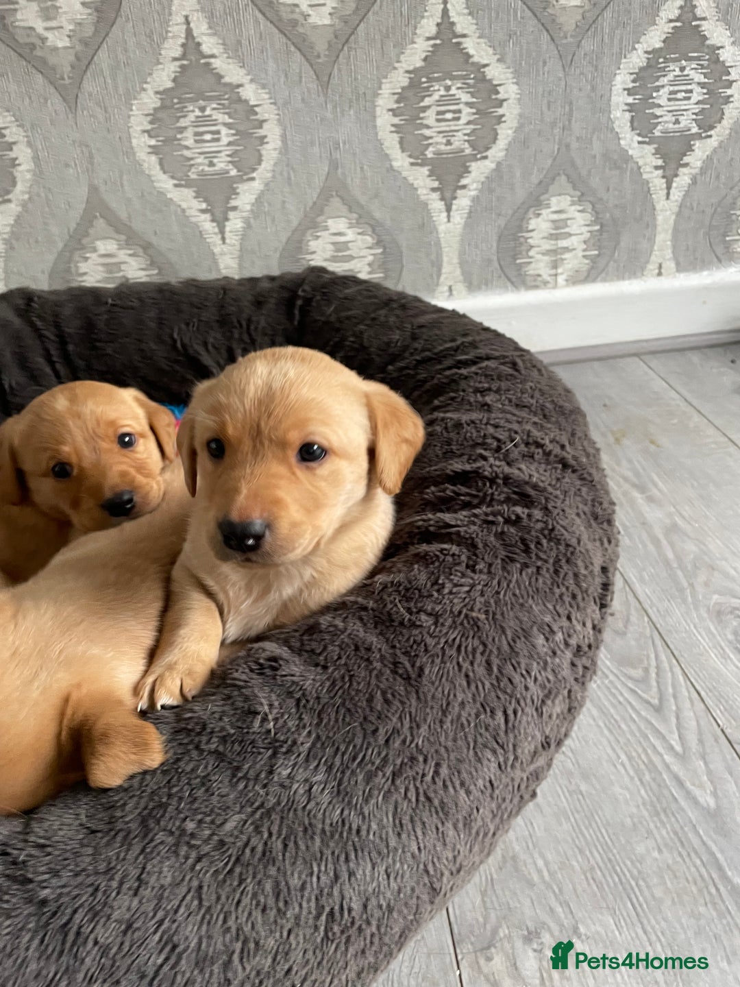 Labrador Retriever dogs for sale: Adorable Golden and Fox Red Puppies - Image 13