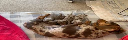 Miniature Dachshund dogs for sale: Beautiful Miniature dachshund puppies - Advert 9
