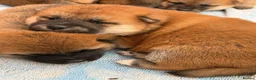 Japanese Shiba Inu dogs for sale: Japanese Shiba Inu Puppies Parents Health Tested - Advert 11