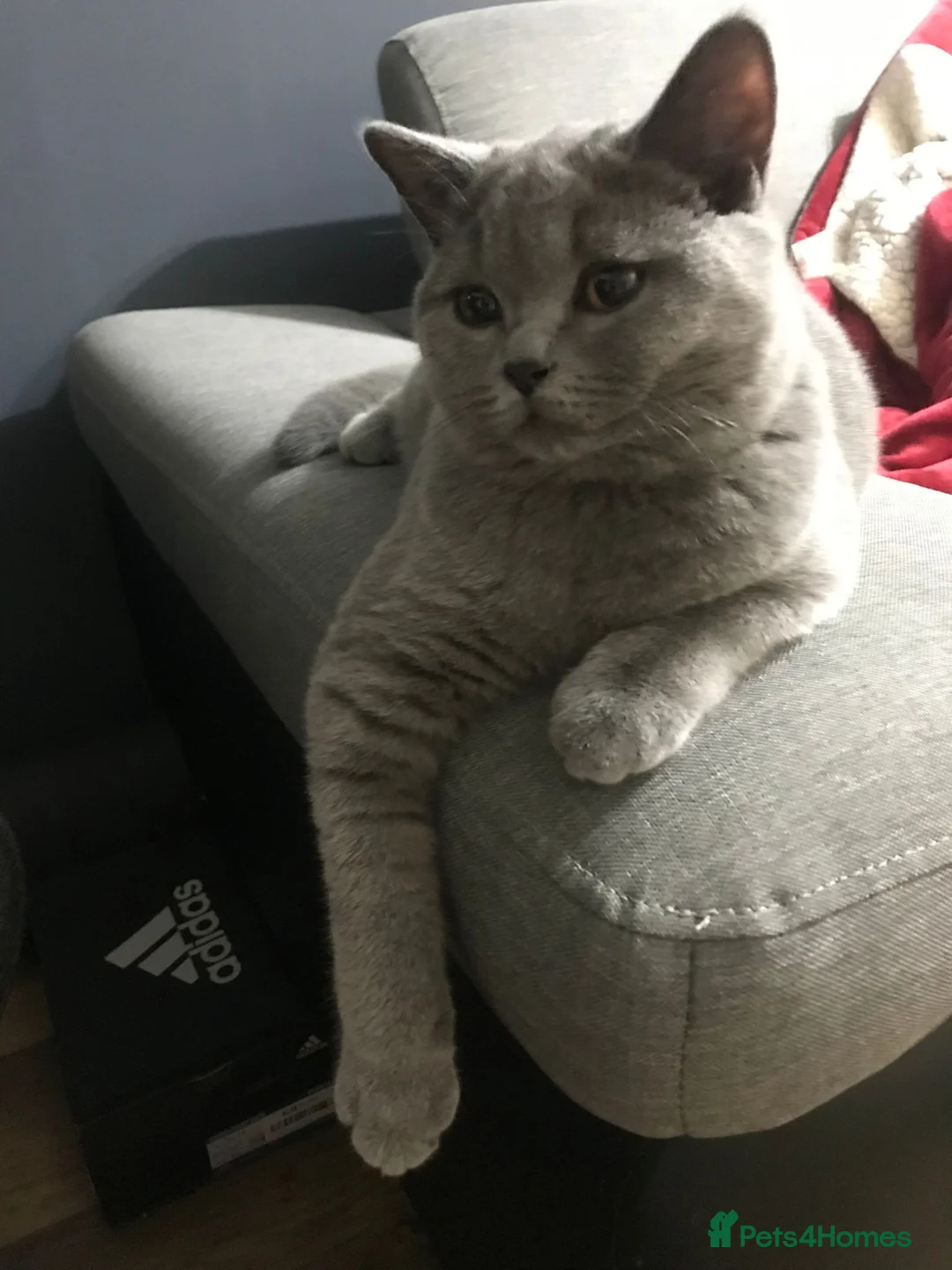 Scottish Fold cats for sale: 5 kittens  - Advert 12