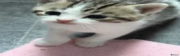 Domestic Shorthair cats for sale: Silver and white Tabby boy  - Advert 6