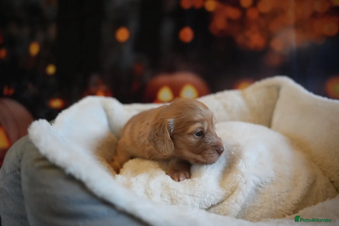 Miniature Dachshund dogs for sale: Beautiful cream mini longs, IVDD Screened parents  - Advert 16
