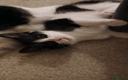 Mixed Breed cats for sale: 2x playful, gorgeous male kitten's for sale  - Image 7