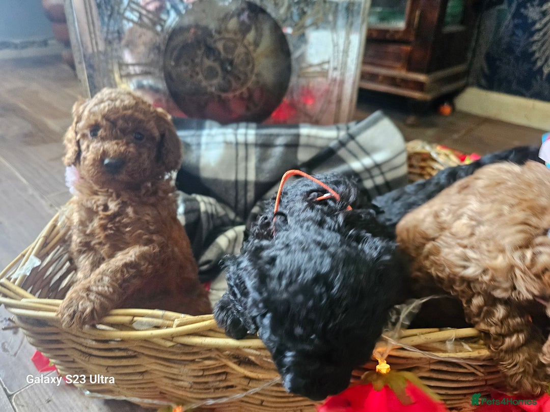 Miniature Poodle dogs for sale: Kc reg outstanding miniature Poodles in Stourbridge - Image 19
