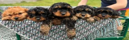 Cavapoo dogs for sale: Black and Tan Cavapoos - Advert 3
