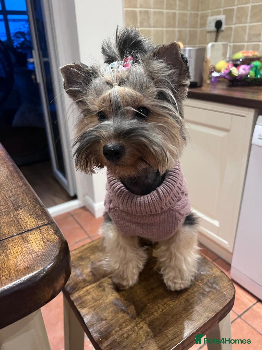 Yorkshire Terrier dogs for sale: Beautiful Yorkshire terrier Boys ready now 😻 - Advert 3