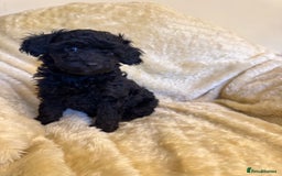 Toy Poodle dogs for sale: adorable toy poodle pups health tested  - Advert 6