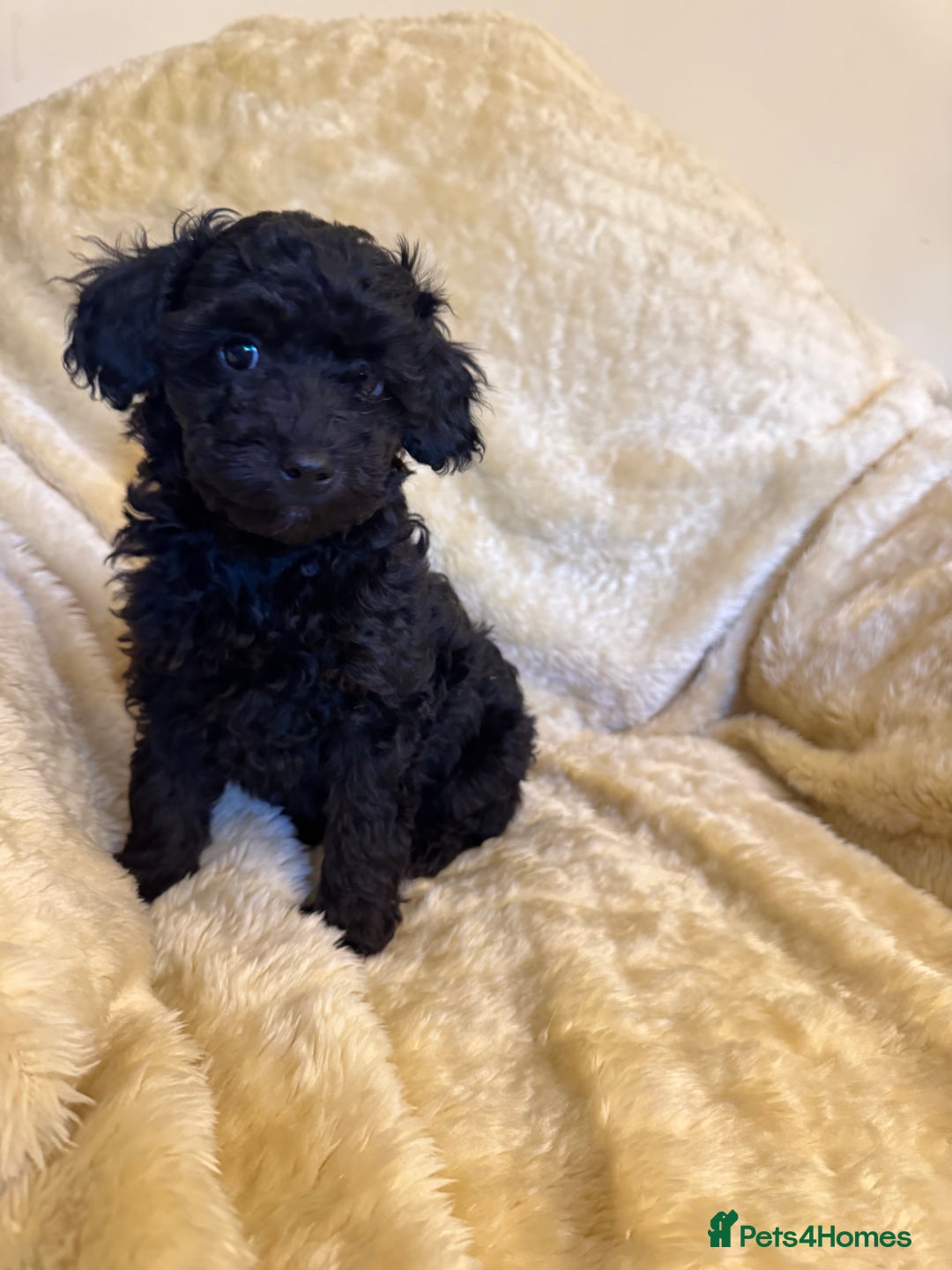 Toy Poodle dogs for sale: adorable toy poodle pups health tested  - Advert 6