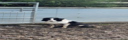 Border Collie dogs for sale: Very cute Border Collie Pups From Working Dogs - Advert 10