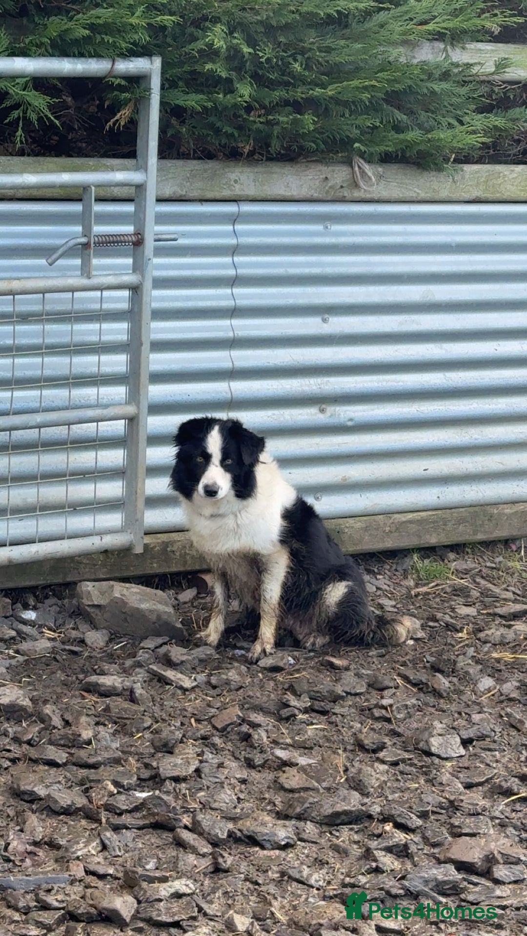 Border Collie dogs for sale: Very cute Border Collie Pups From Working Dogs - Advert 10