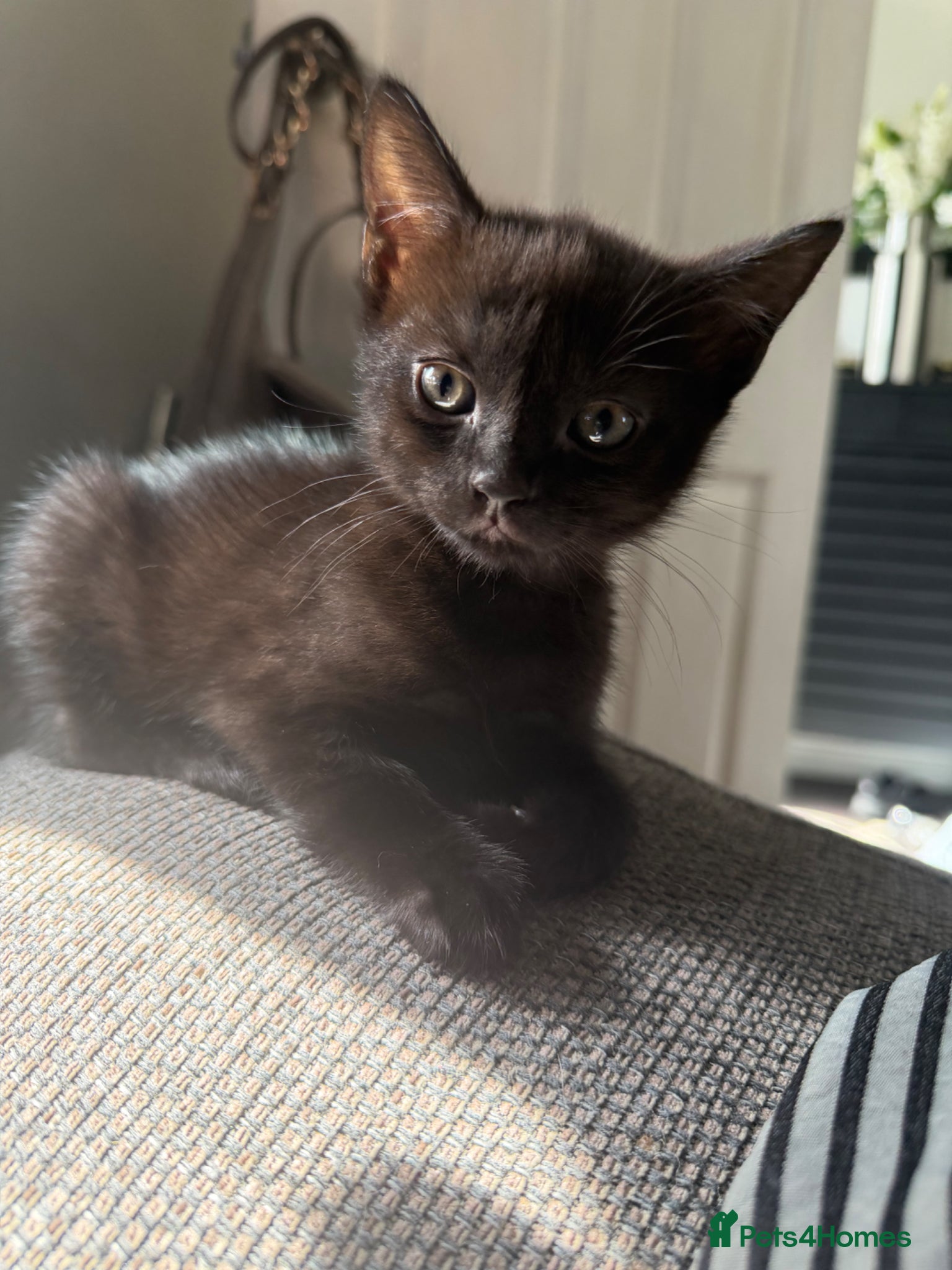 Mixed Breed cats for sale: Stunning black kittens  - Advert 2