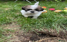 Shih Tzu dogs for sale: Beautiful shih Tzu puppies - Image 2