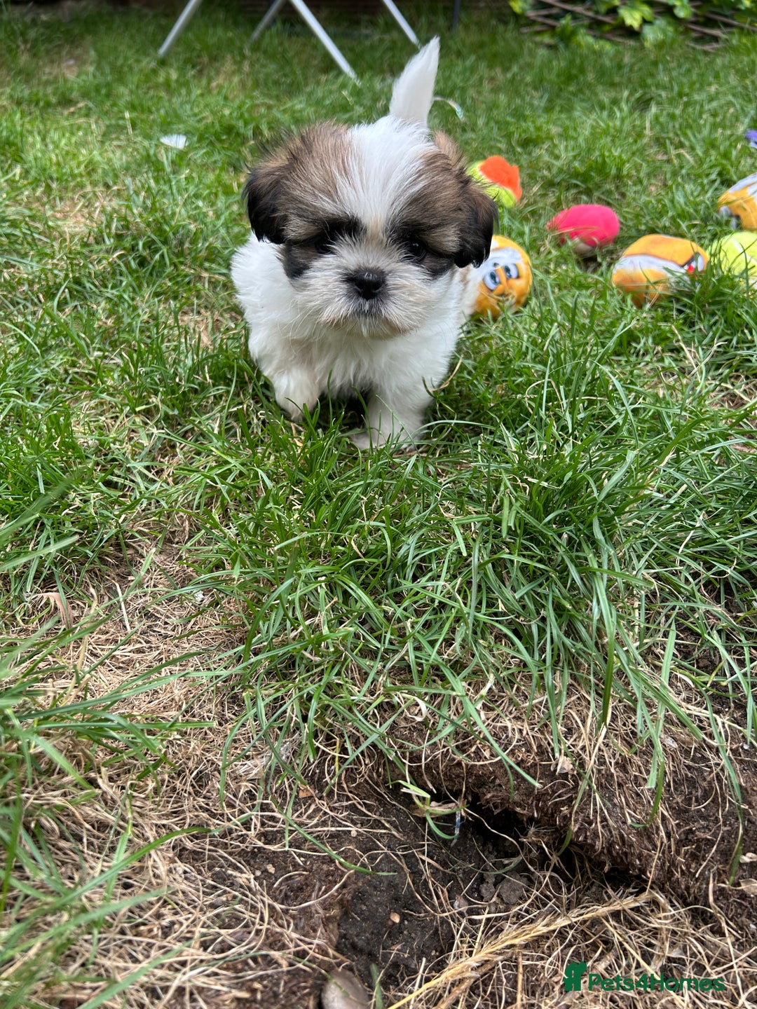 Shih Tzu dogs for sale: Beautiful shih Tzu puppies - Image 2
