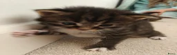 Mixed Breed cats for sale: Beautiful tabby and white kittens - Advert 6