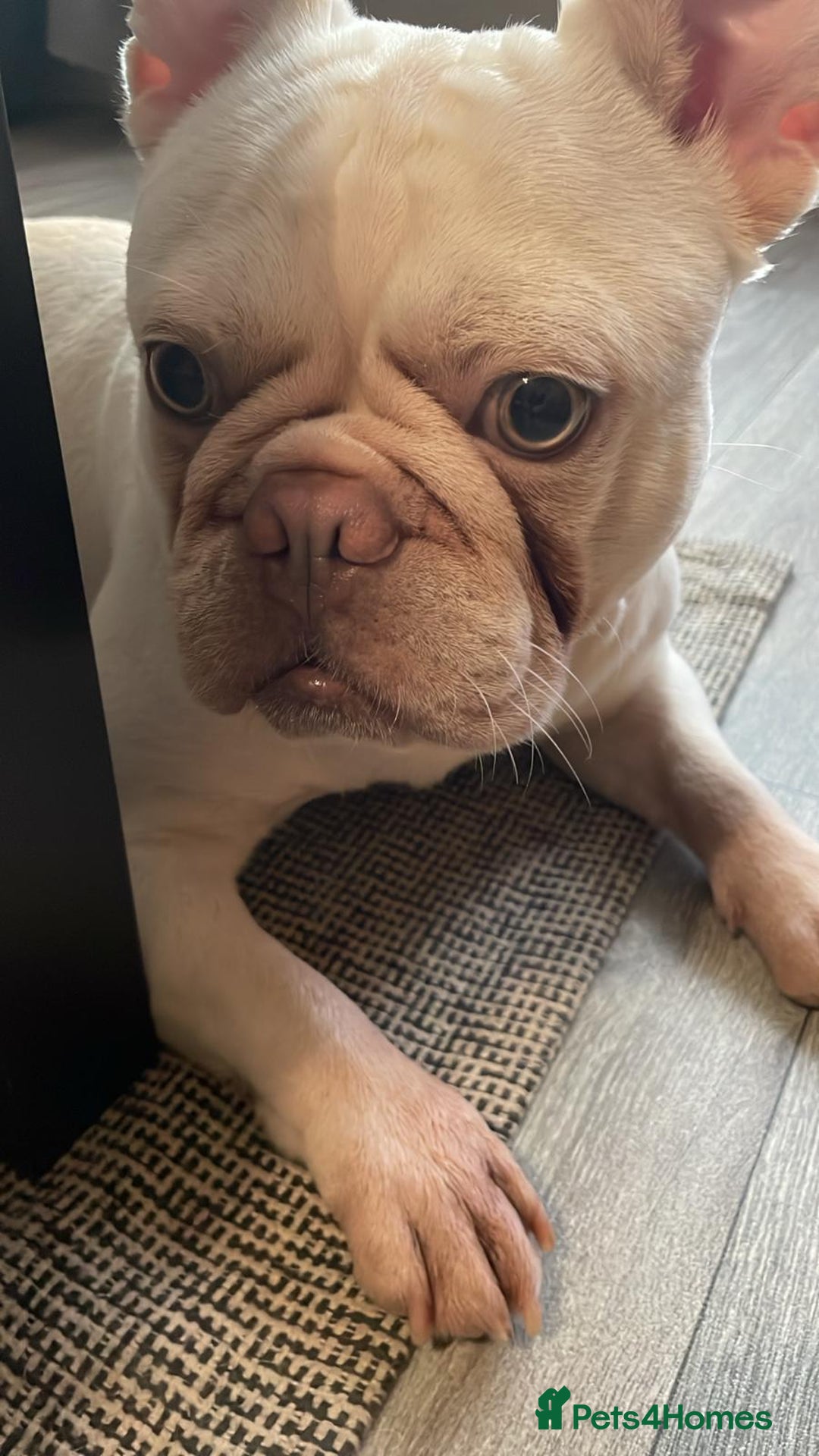 French Bulldog dogs for sale: Platinum Male French bulldog 22 months  - Image 11